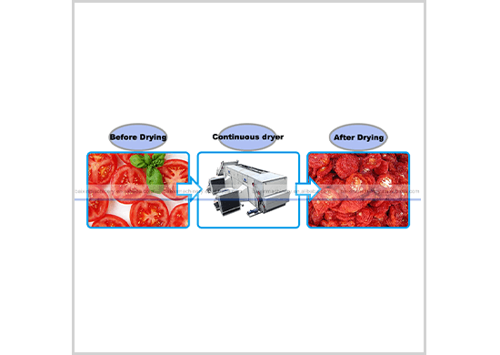 tomato  dryer/drying machine